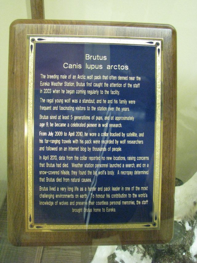 Brutus's Story