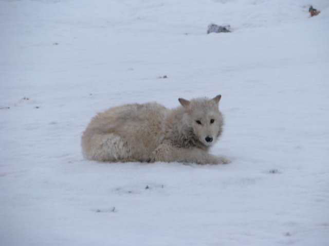 fluffy harmless baby polar wolf