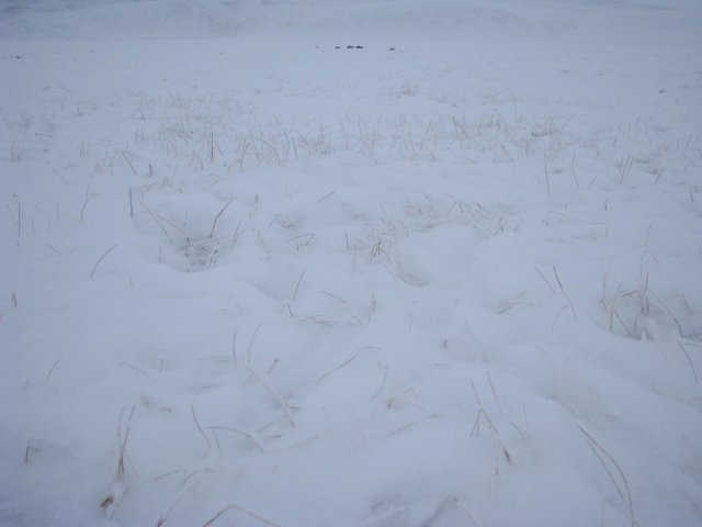 grass on permafrost