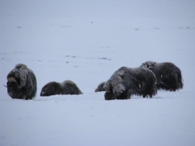 musk-ox eating "snow"