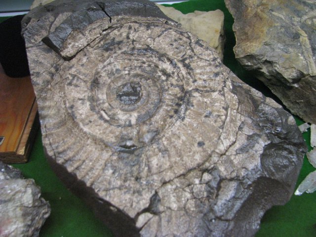 aquatic fossil at Eureka